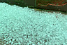 В Саратове и Энгельсе прошел ливень с градом