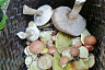 Саратовцы собирают в лесах грибы и землянику